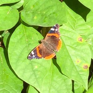 Meet your Posher, Hiroko